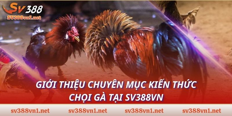 Giới thiệu chuyên mục kiến thức chọi gà tại SV388VN
